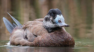 White-headed Duck