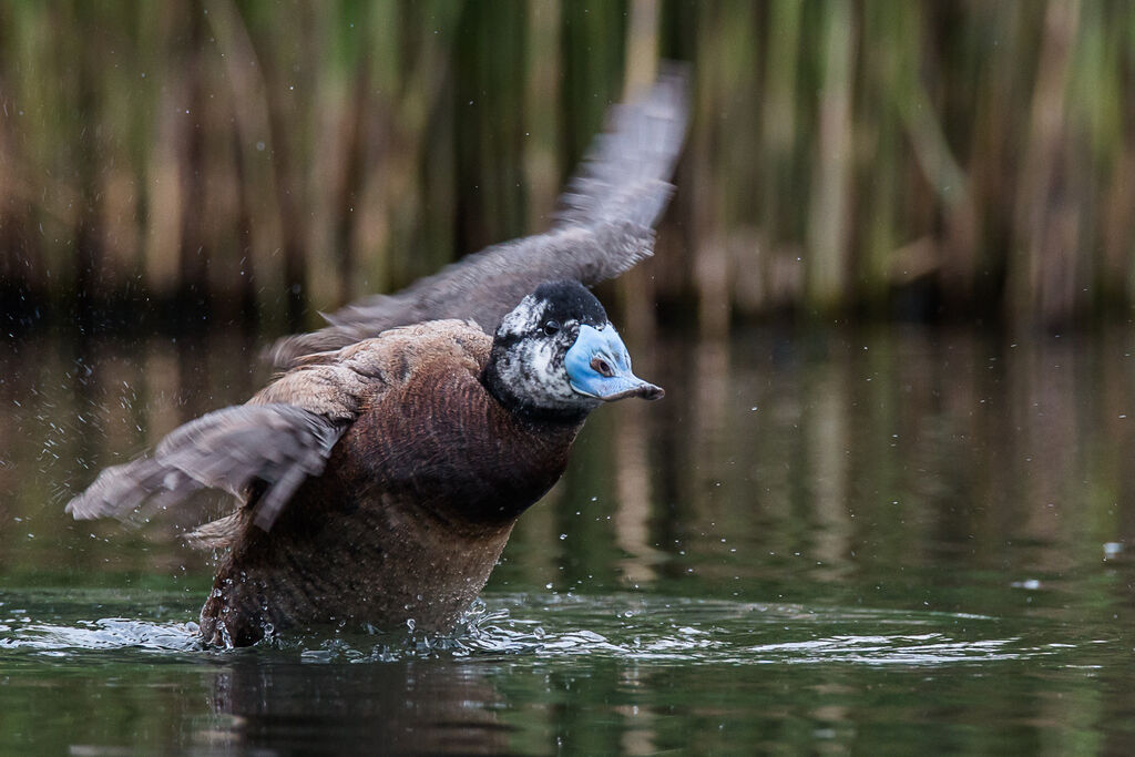 White-headed Duck