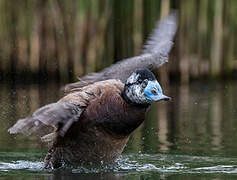 White-headed Duck