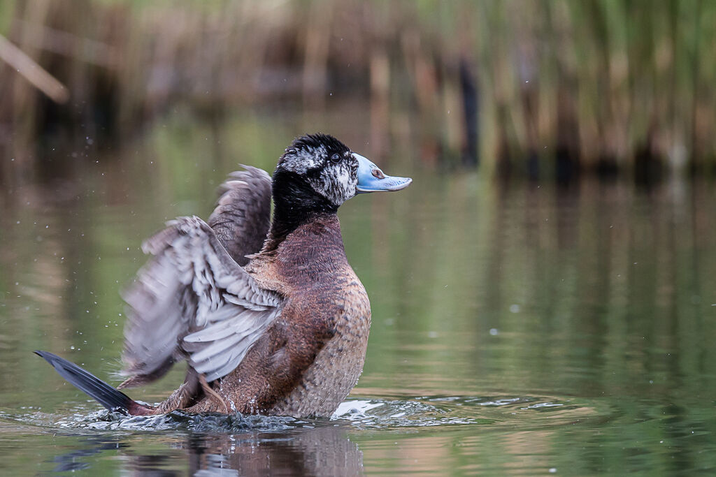 White-headed Duck