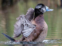 White-headed Duck