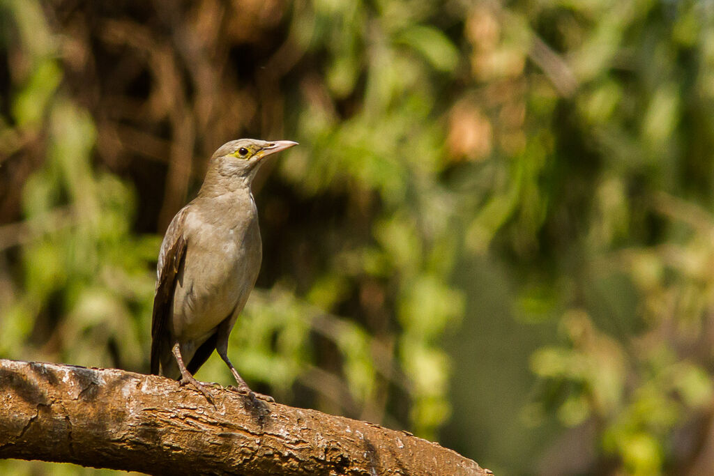 Wattled Starling