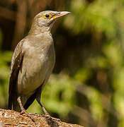 Wattled Starling