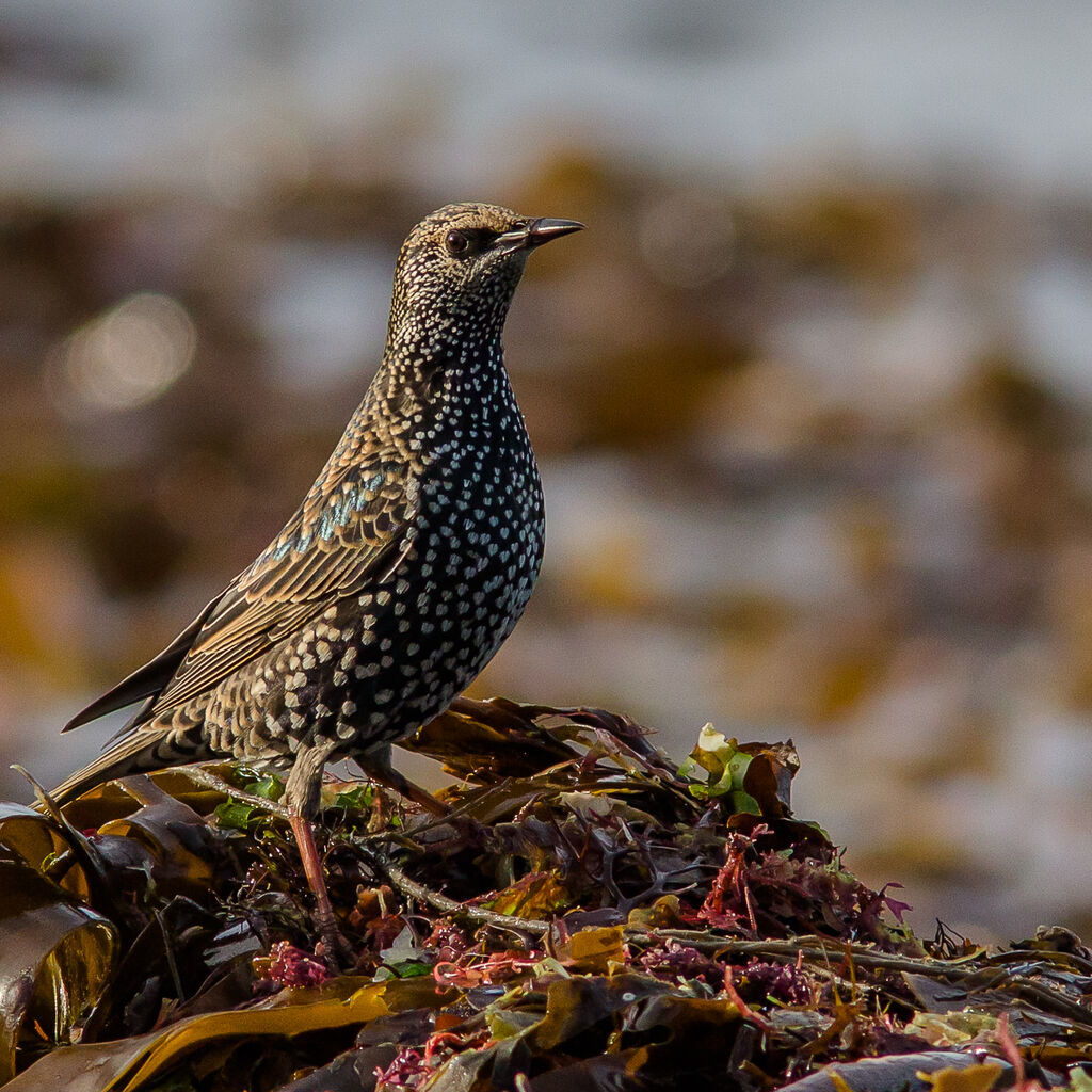 Common Starling