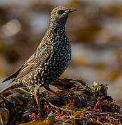 Common Starling