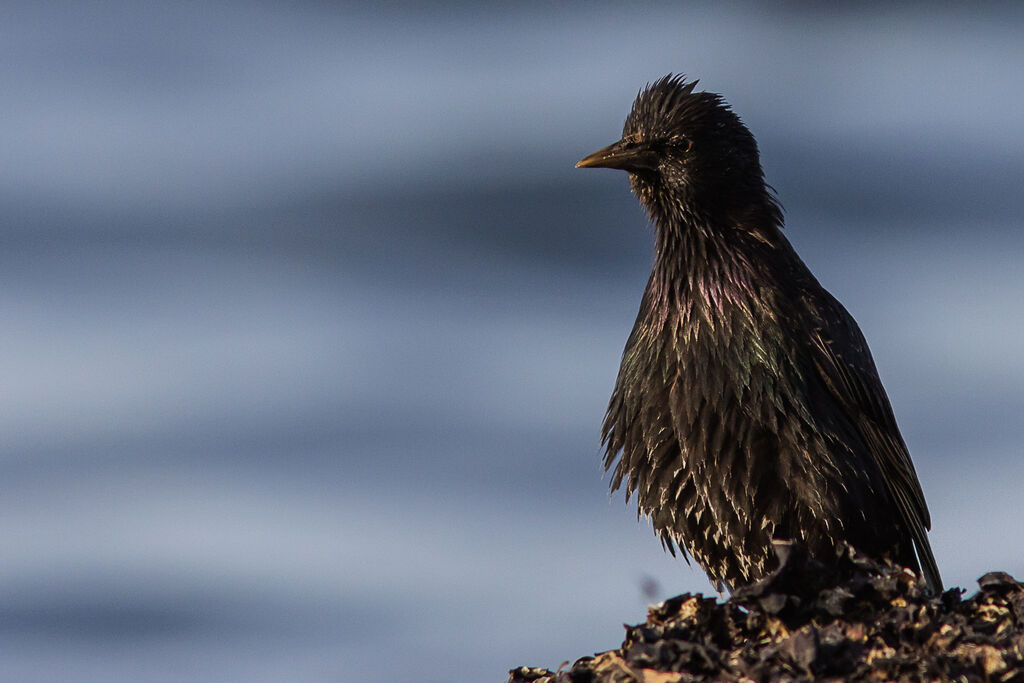 Common Starling