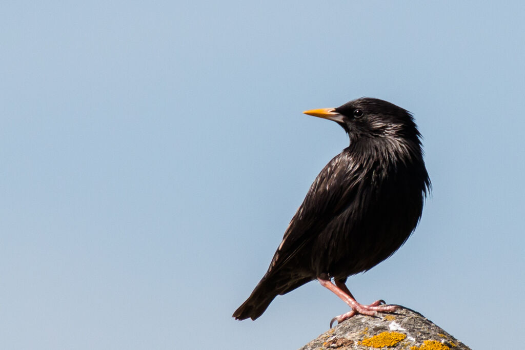 Spotless Starling