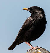 Spotless Starling