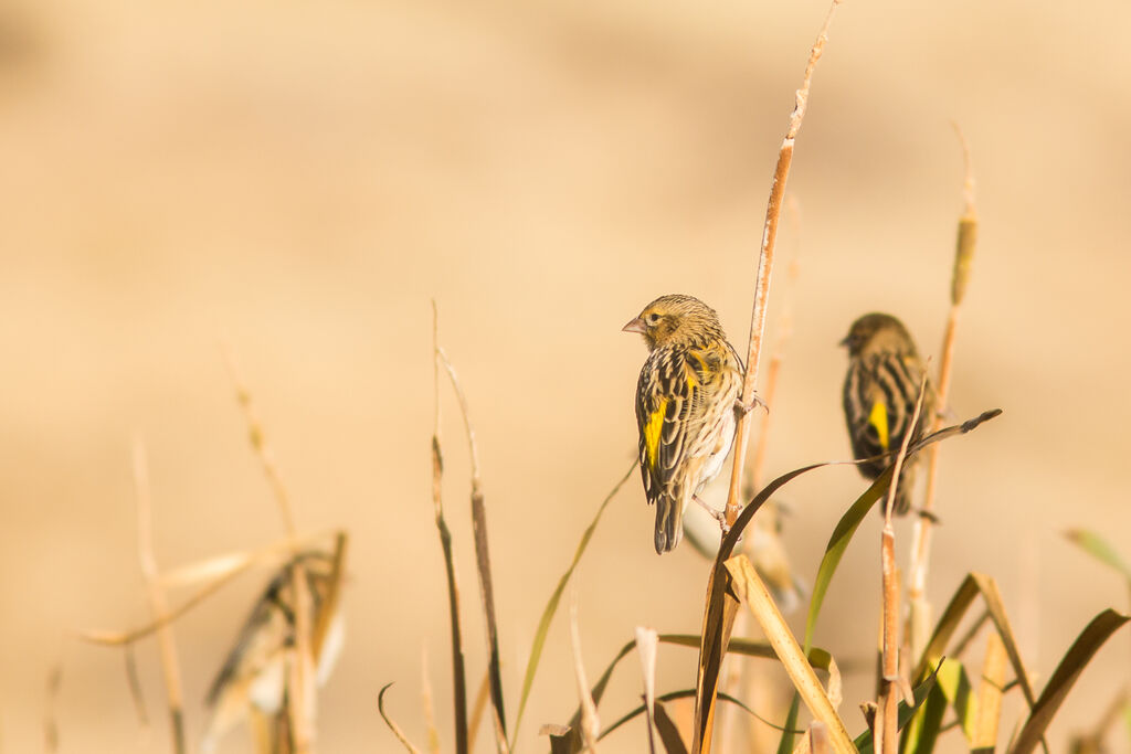 Euplecte à croupion jaune