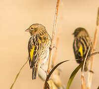 Yellow Bishop