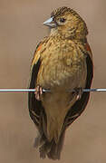 Long-tailed Widowbird