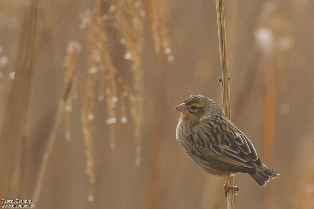 Southern Red Bishop female adult, identification