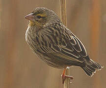 Southern Red Bishop