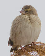 Southern Red Bishop