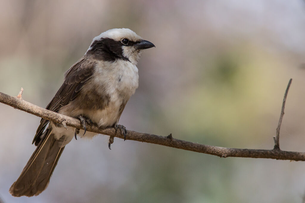 Northern White-crowned Shrike