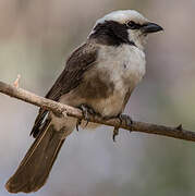 Northern White-crowned Shrike