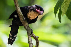 Dusky Broadbill