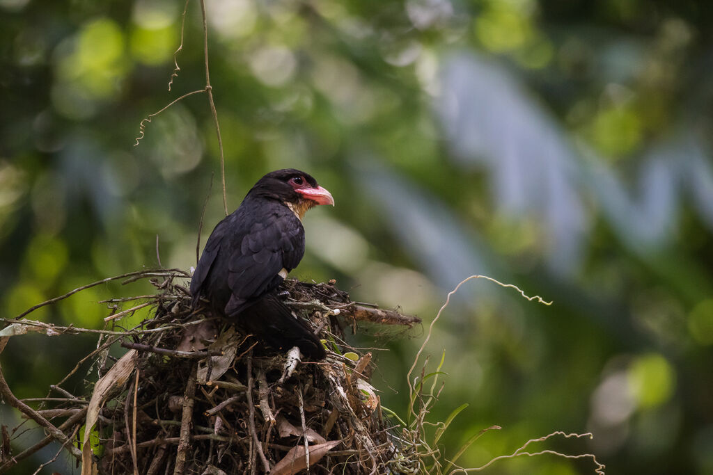 Dusky Broadbilladult breeding, identification, habitat, Reproduction-nesting