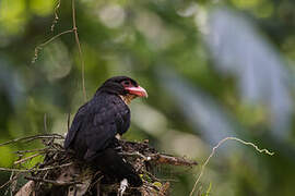 Dusky Broadbill