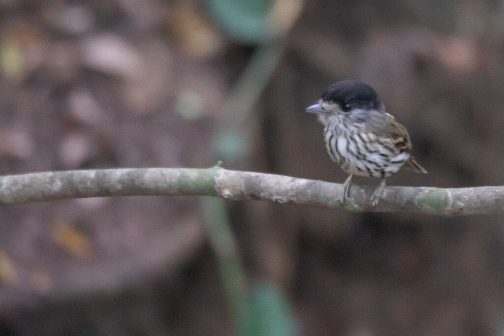 African Broadbill