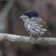 African Broadbill