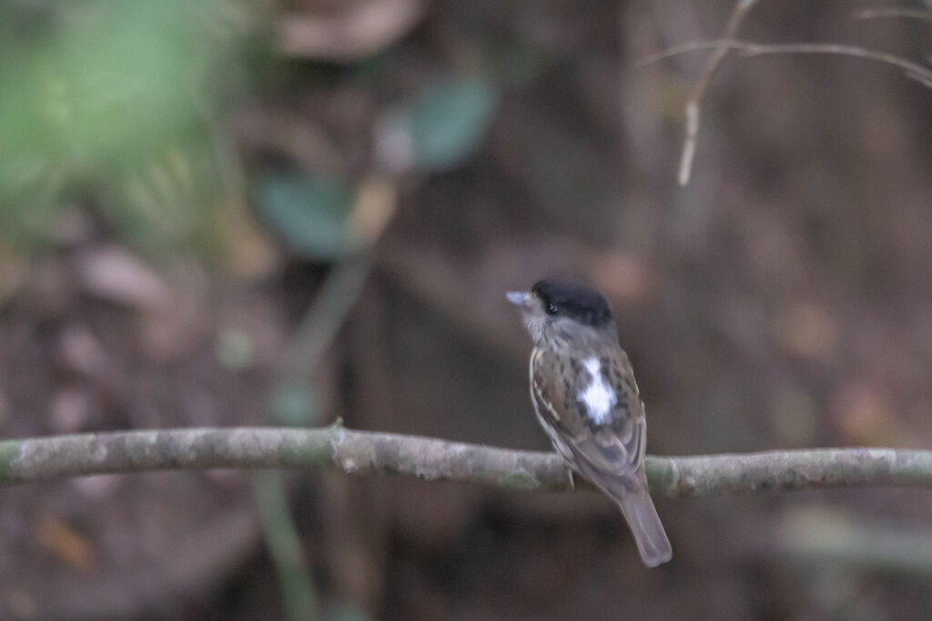 African Broadbill