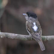 African Broadbill