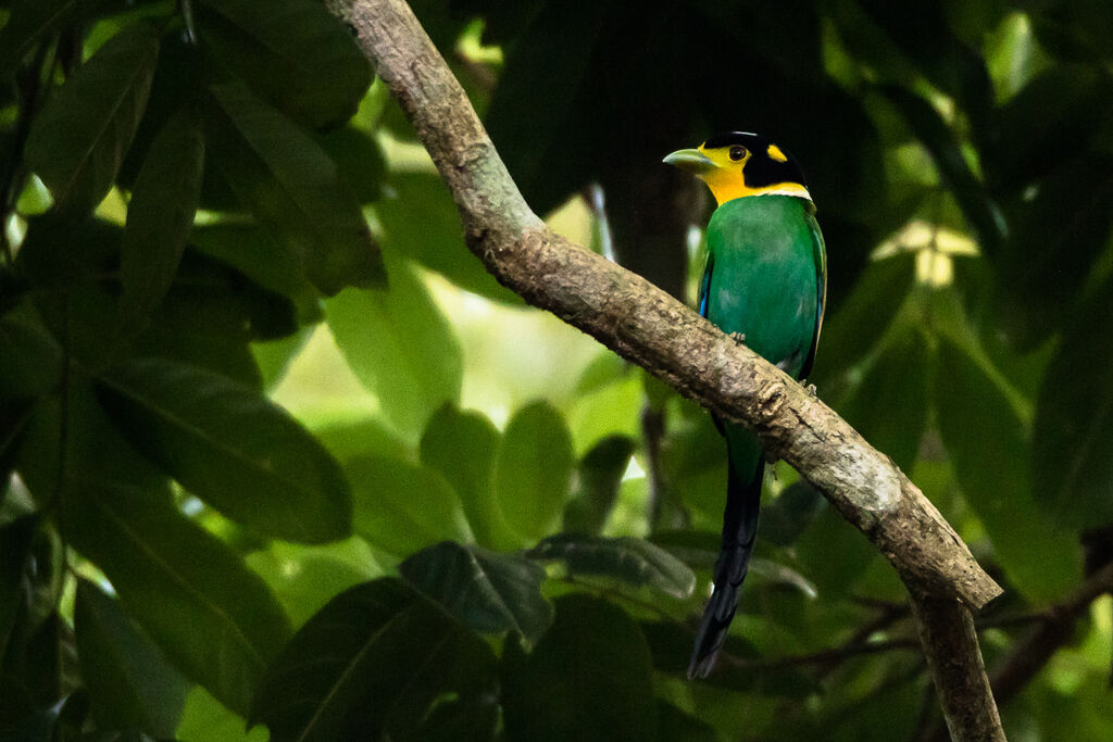 Long-tailed Broadbill, identification, close-up portrait