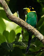 Long-tailed Broadbill