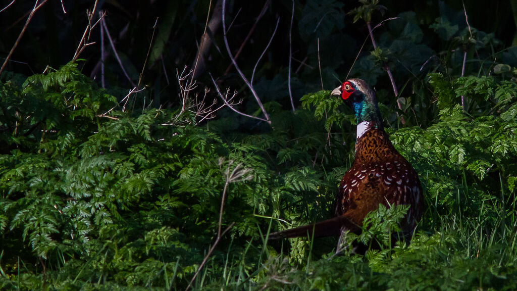 Common Pheasant