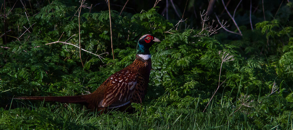 Common Pheasant male