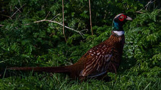 Common Pheasant