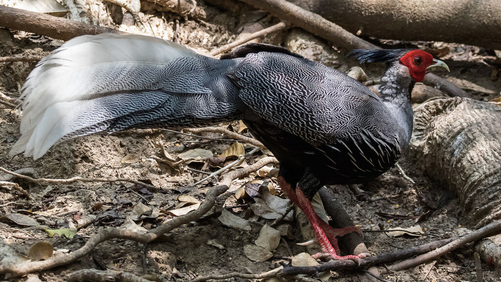 Kalij Pheasant male adult