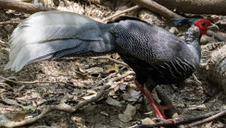 Kalij Pheasant