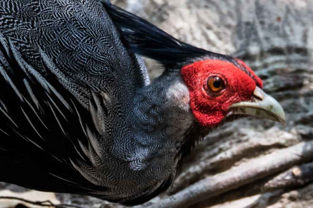 Kalij Pheasant male adult