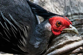 Kalij Pheasant