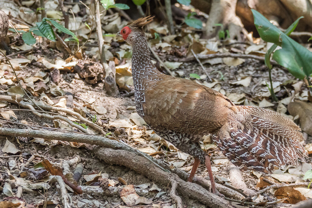 Kalij Pheasant female adult