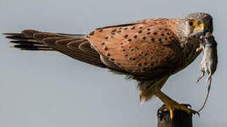 Common Kestrel