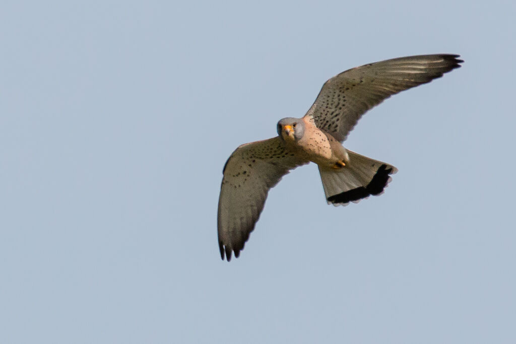 Lesser Kestrel