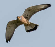 Lesser Kestrel