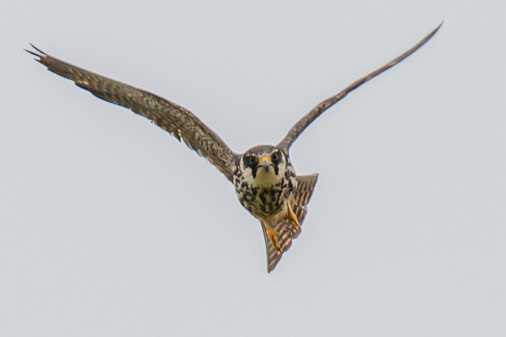 Eurasian Hobby