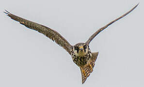 Eurasian Hobby