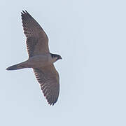 Lanner Falcon