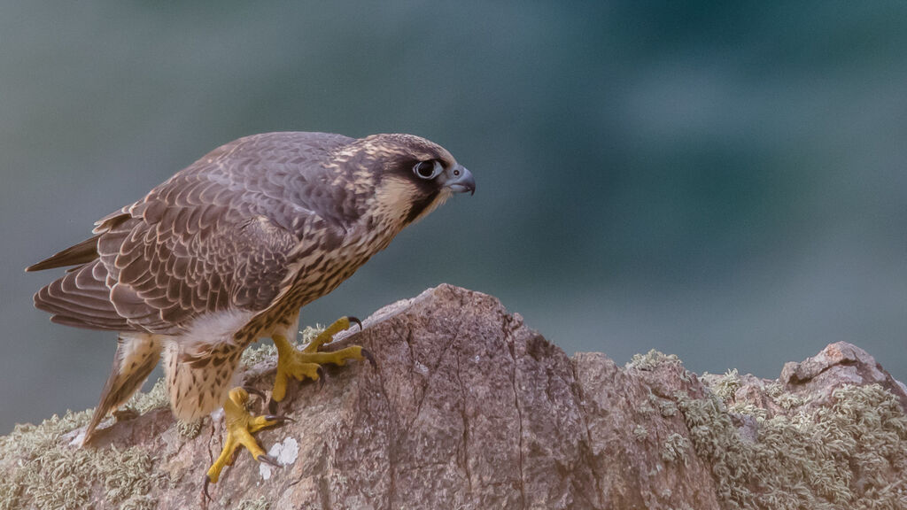 Peregrine Falconjuvenile