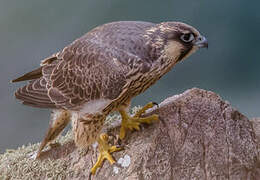 Peregrine Falcon