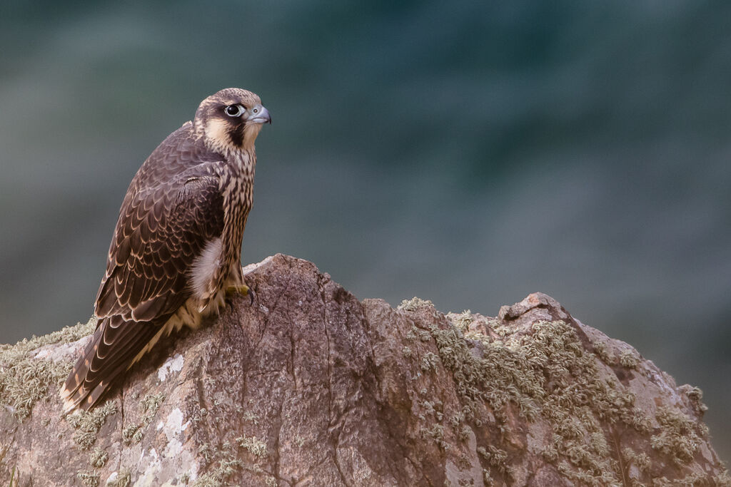 Peregrine Falconjuvenile