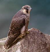 Peregrine Falcon