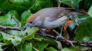 Eurasian Blackcap