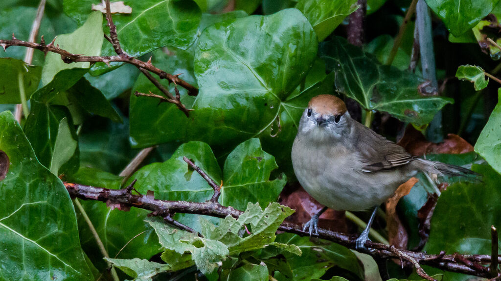 Eurasian Blackcap female adult