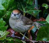 Eurasian Blackcap